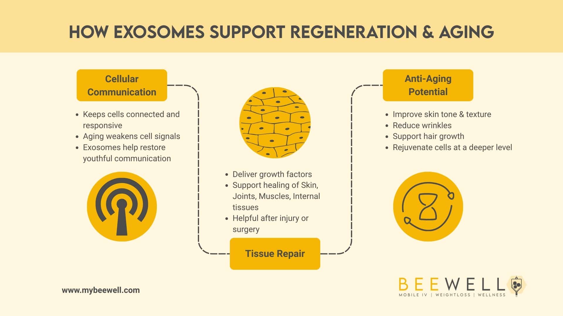 How Exosomes Support Regeneration & Aging