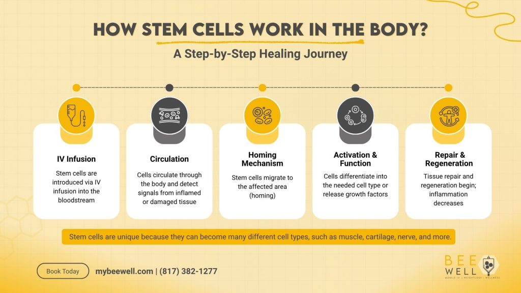 How At-Home Stem Cell Therapy work in the Body