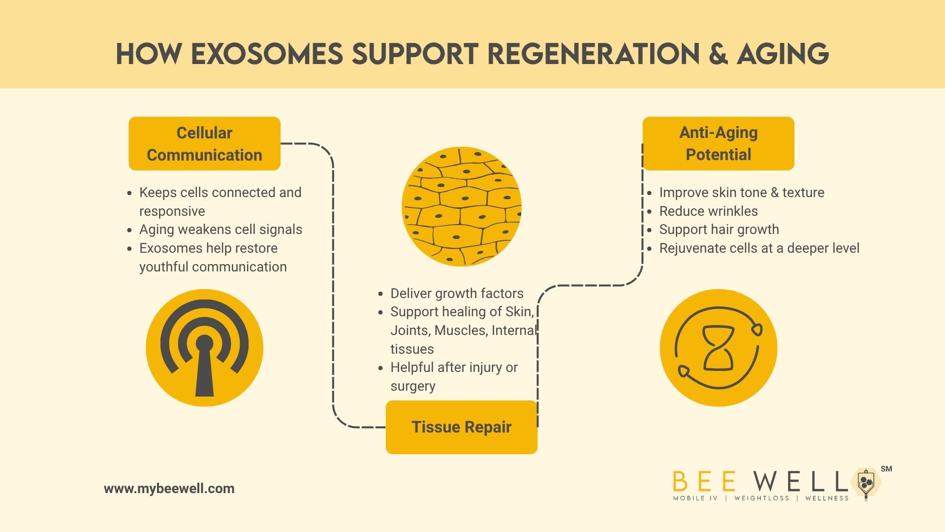How Exosomes Support Regeneration & Aging